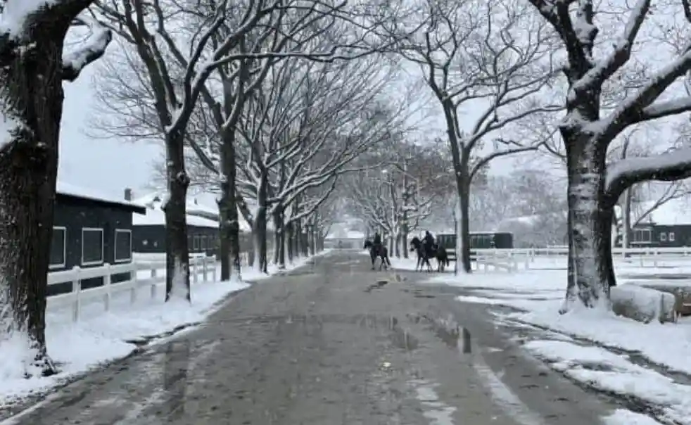 Horses competing in a Holiday Racing event