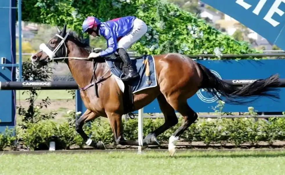 Provence crossing the finish line at Ellerslie