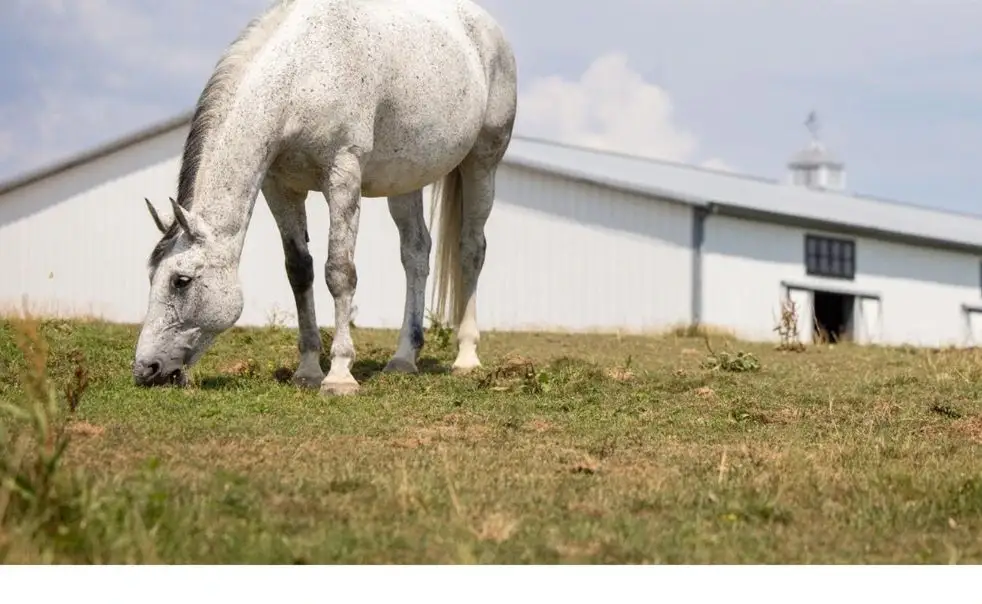 Horse Protection Act enforcement