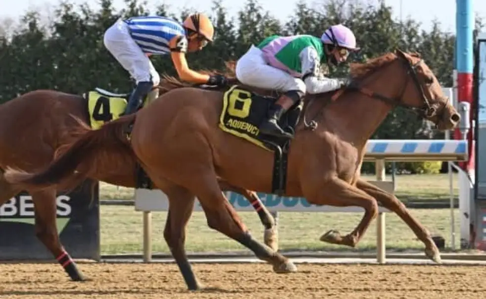 Ramify in Stakes Race | Aqueduct Racetrack