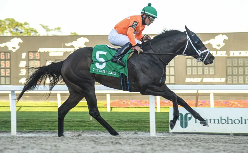 Tampa Bay Downs race in action