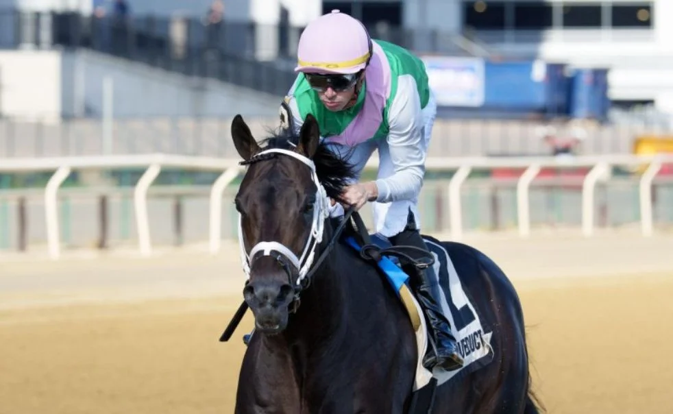 Young horse showing speed